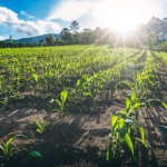 A gestão rural como gestão de risco na atuação da agronomia com Alfredo Moreira Filho.