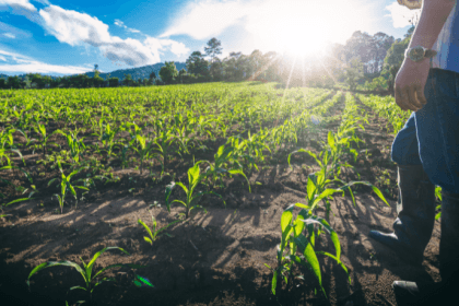 A gestão rural como gestão de risco na atuação da agronomia com Alfredo Moreira Filho.