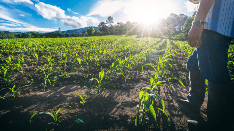 A gestão rural como gestão de risco na atuação da agronomia com Alfredo Moreira Filho.
